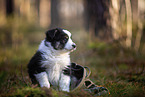 8 weeks old Miniature American Shepherd