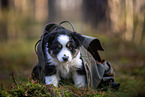 8 weeks old Miniature American Shepherd