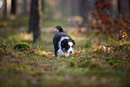 8 weeks old Miniature American Shepherd