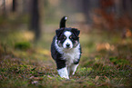 8 weeks old Miniature American Shepherd