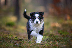 8 weeks old Miniature American Shepherd