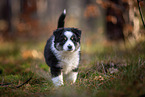 8 weeks old Miniature American Shepherd