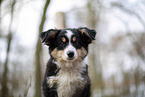 3 months old Miniature American Shepherd