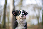 3 months old Miniature American Shepherd