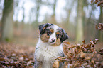 3 months old Miniature American Shepherd