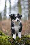 3 months old Miniature American Shepherd