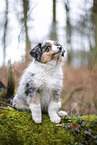 3 months old Miniature American Shepherd