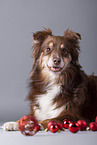 Miniature American Shepherd with Christmas baubles