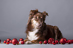 Miniature American Shepherd with Christmas baubles