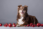 Miniature American Shepherd with Christmas baubles