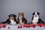 Miniature American Shepherd with Christmas baubles