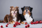 Miniature American Shepherd with Christmas baubles