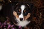 Miniature American Shepherd Puppy