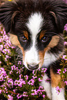 Miniature American Shepherd Puppy