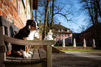 young Miniature American Shepherd