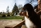 young Miniature American Shepherd