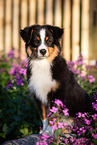 young Miniature American Shepherd