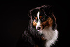 adult Miniature American Shepherd