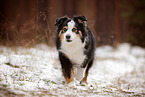 adult Miniature American Shepherd