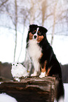 adult Miniature American Shepherd