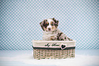 Miniature American Shepherd Puppy