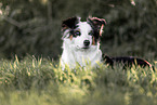 Miniature American Shepherd