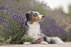 Miniature American Shepherd