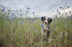 Miniature American Shepherd