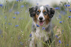 Miniature American Shepherd