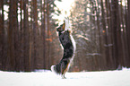 Miniature American Shepherd