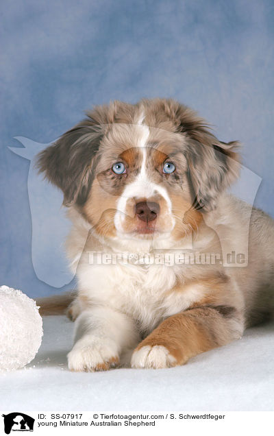 junger Miniature Australian Shepherd / young Miniature Australian Shepherd / SS-07917