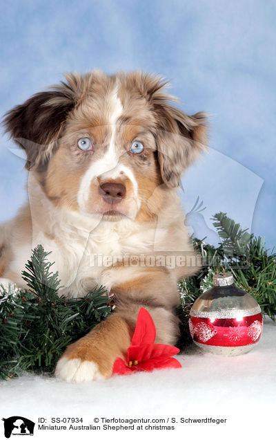 Miniature Australian Shepherd an Weihnachten / Miniature Australian Shepherd at christmas / SS-07934