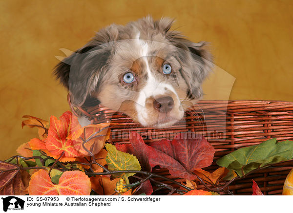 young Miniature Australian Shepherd / SS-07953