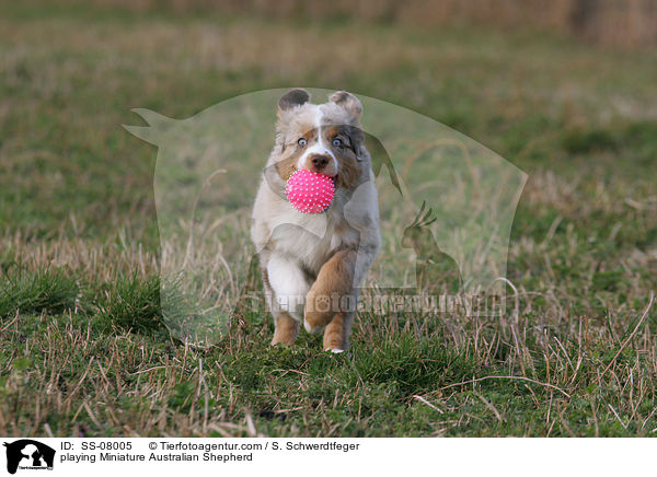 spielender Miniature Australian Shepherd / playing Miniature Australian Shepherd / SS-08005