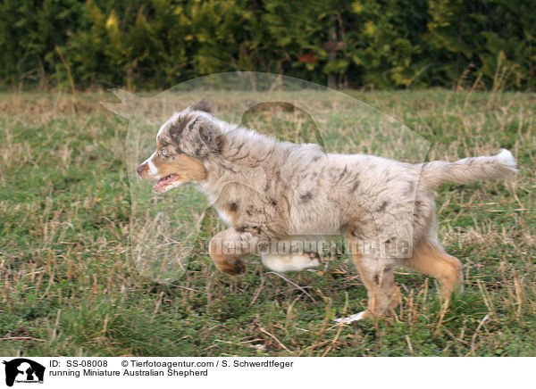 rennender Miniature Australian Shepherd / running Miniature Australian Shepherd / SS-08008