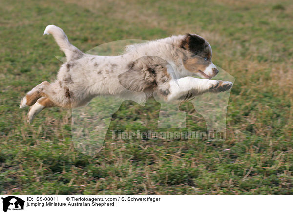 springender Miniature Australian Shepherd / jumping Miniature Australian Shepherd / SS-08011