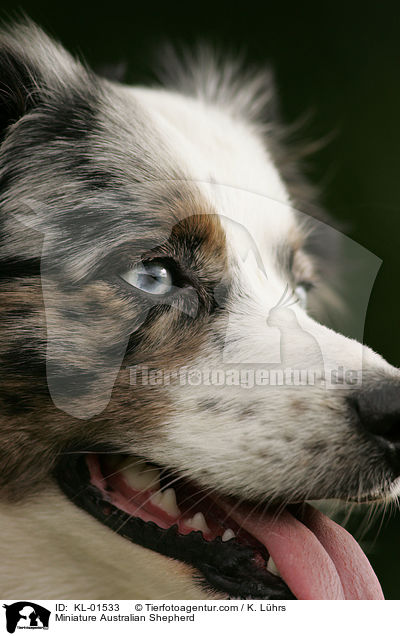 Miniature Australian Shepherd / Miniature Australian Shepherd / KL-01533