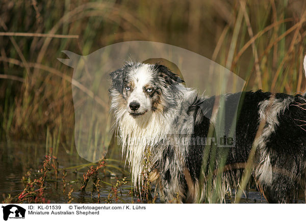 Miniature Australian Shepherd / Miniature Australian Shepherd / KL-01539