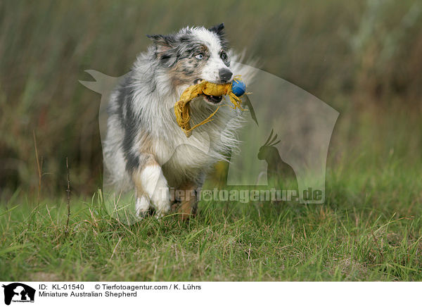 Miniature Australian Shepherd / Miniature Australian Shepherd / KL-01540