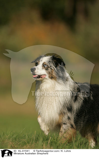 Miniature Australian Shepherd / Miniature Australian Shepherd / KL-01541