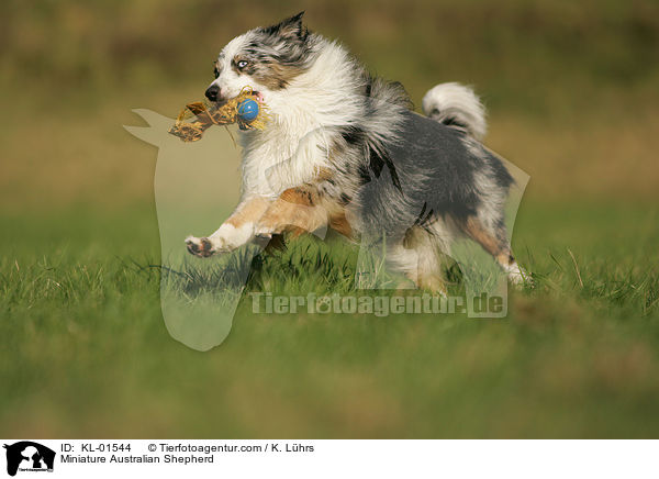 Miniature Australian Shepherd / Miniature Australian Shepherd / KL-01544