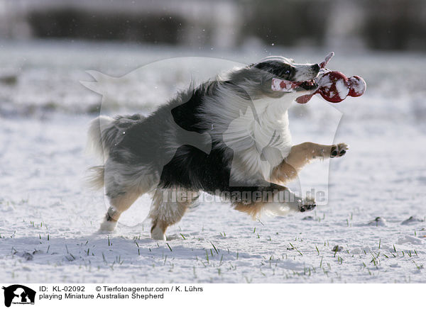 playing Miniature Australian Shepherd / KL-02092