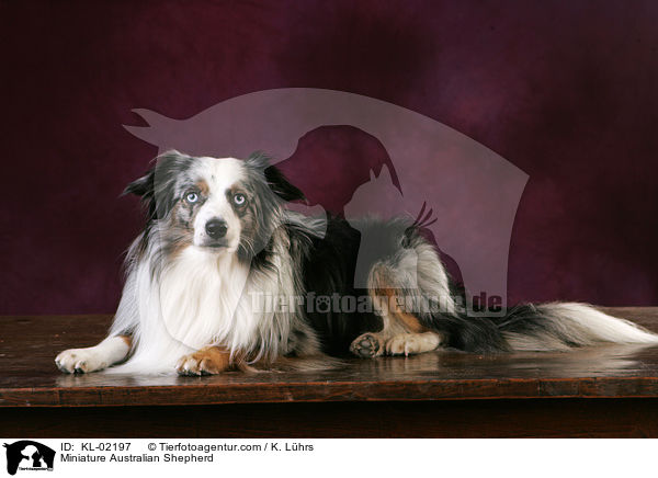 Miniature Australian Shepherd / Miniature Australian Shepherd / KL-02197