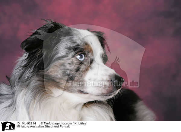 Miniature Australian Shepherd Portrait / Miniature Australian Shepherd Portrait / KL-02814