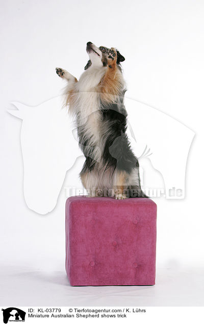 Miniature Australian Shepherd macht Mnnchen / Miniature Australian Shepherd shows trick / KL-03779