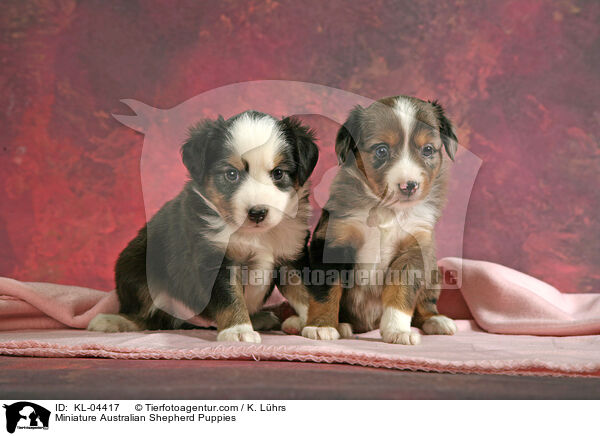 Miniatur Australian Shepherd Welpen / Miniature Australian Shepherd Puppies / KL-04417