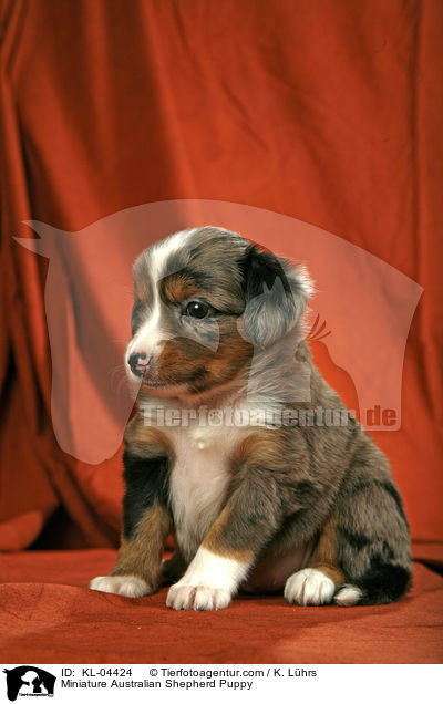 Miniatur Australian Shepherd Welpe / Miniature Australian Shepherd Puppy / KL-04424