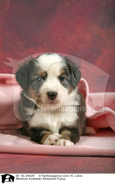 Miniatur Australian Shepherd Welpe / Miniature Australian Shepherd Puppy / KL-04429