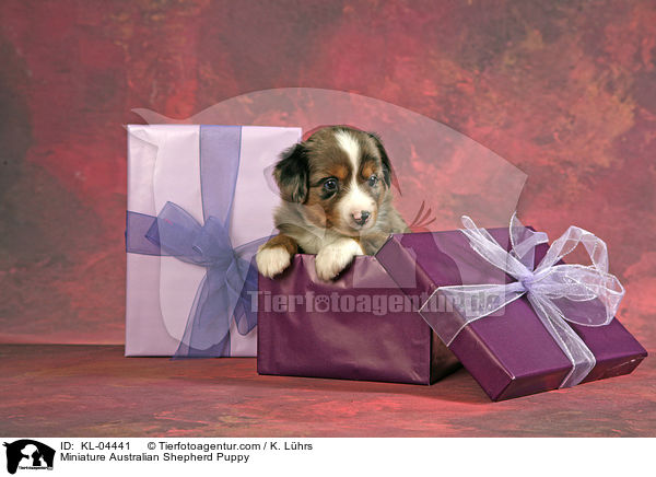 Miniatur Australian Shepherd Welpe / Miniature Australian Shepherd Puppy / KL-04441