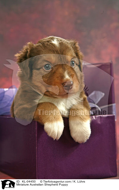 Miniatur Australian Shepherd Welpe / Miniature Australian Shepherd Puppy / KL-04450